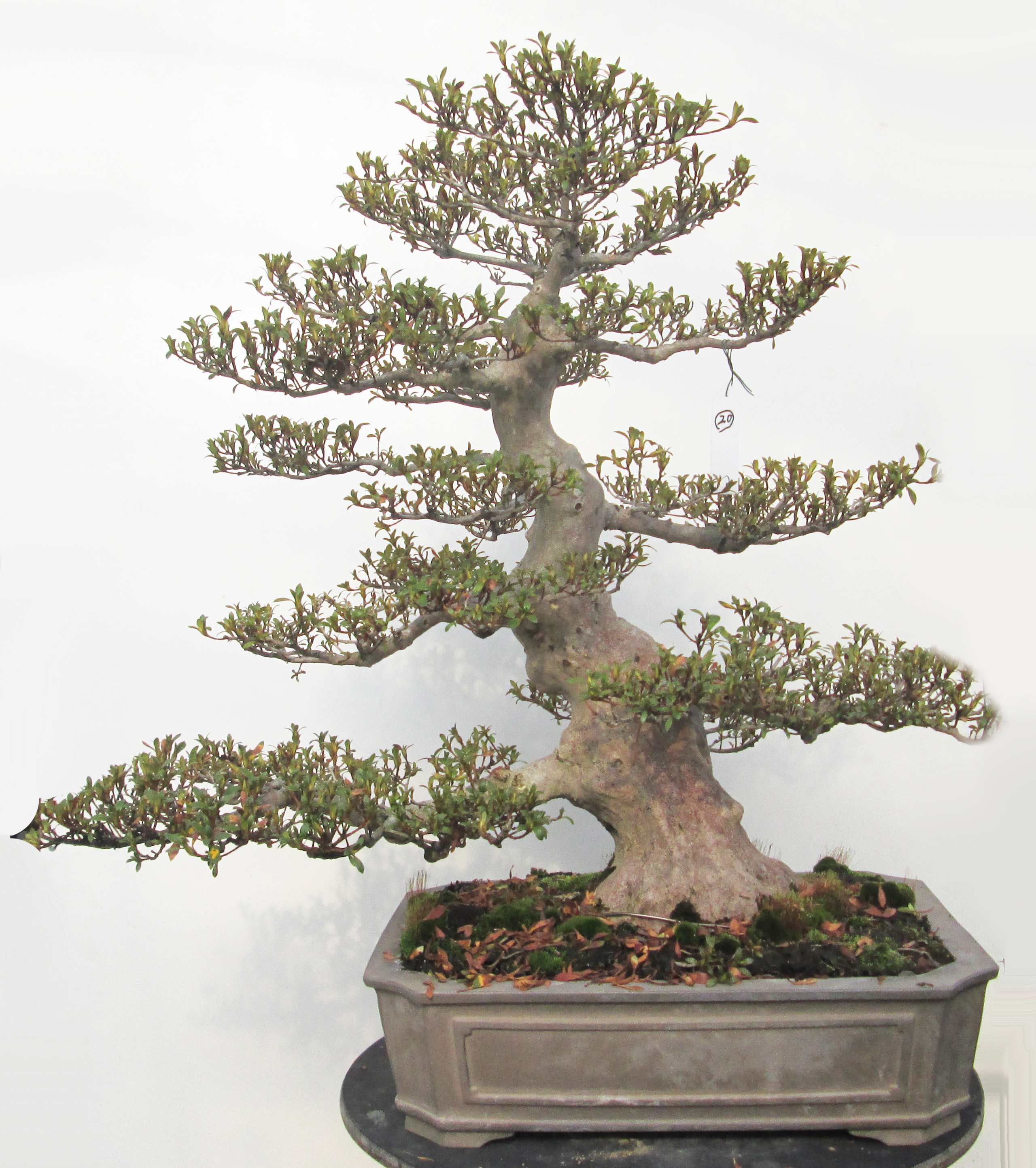 Satsuki Azalea Bonsai
