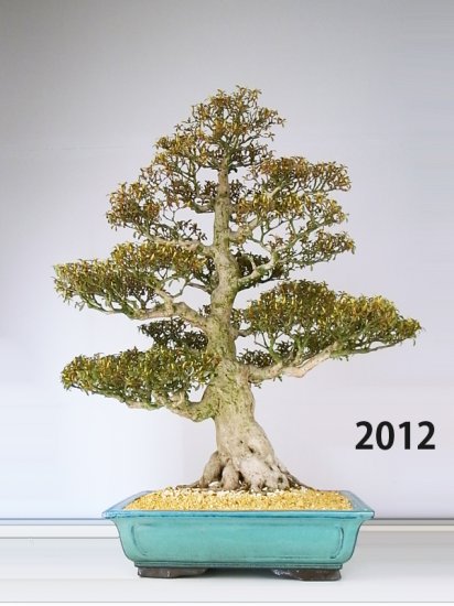 Nikko [HB0897] - $0.00 : Satsuki-Bonsai.com