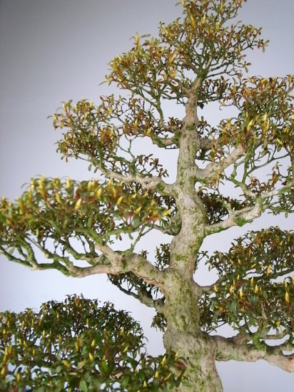 oharikoichiba立秋sale  Toyota Tacoma TRD Sport 2016-2023 OEM Hitachi FRONT Shocks