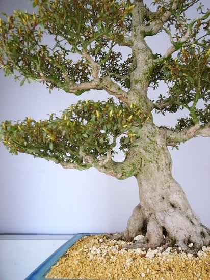 Nikko [HB0897] - $0.00 : Satsuki-Bonsai.com
