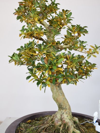 wie hoch wird bambus fargesia Bambus rufa (Fargesia rufa) | 60-80 cm im Topf