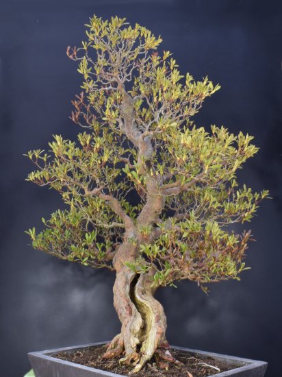 pinus banksiana bonsai Pinus banksiana