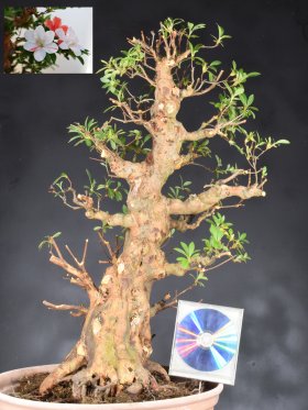 Kotobukihime (White flower Only*)