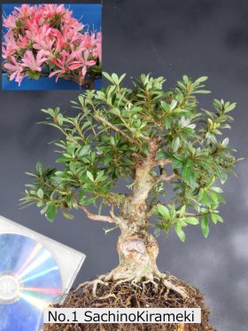 Shohin Set (4 trees)