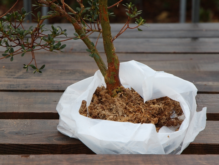 Acero palmato var. Deshojo - SatsukiBonsai